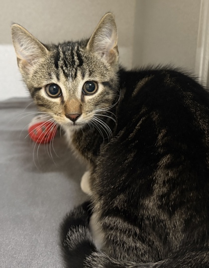 Shelter Stray Male Cat last seen Near Florin Perkins Rd, City of Sacramento, CA, 6201 Florin Perkins Rd, Sacramento, CA 95828, USA