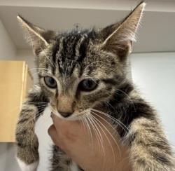 Shelter Stray Male Cat last seen Near Florin Perkins Rd, City of Sacramento, CA, 6201 Florin Perkins Rd, Sacramento, CA 95828, USA
