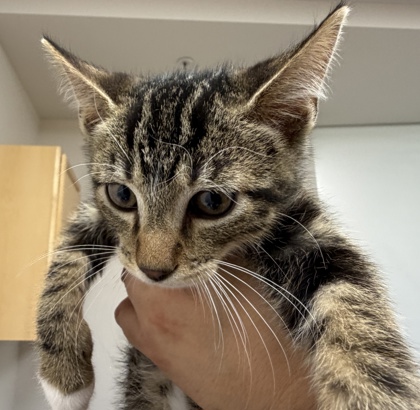 Shelter Stray Male Cat last seen Near Florin Perkins Rd, City of Sacramento, CA, 6201 Florin Perkins Rd, Sacramento, CA 95828, USA