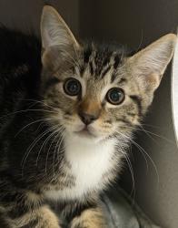 Shelter Stray Male Cat last seen Near Florin Perkins Rd, City of Sacramento, CA, 6201 Florin Perkins Rd, Sacramento, CA 95828, USA