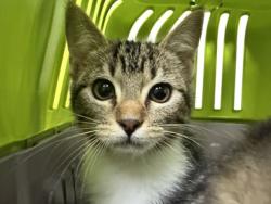 Shelter Stray Female Cat last seen Near Florin Perkins Rd, City of Sacramento, CA, 6201 Florin Perkins Rd, Sacramento, CA 95828, USA