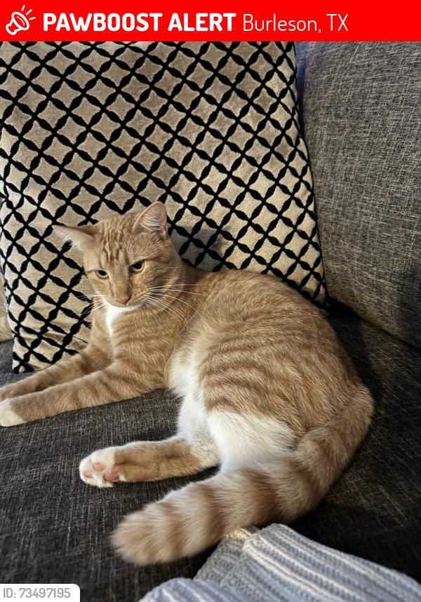 Lost Male Cat last seen Hereford st, Burleson, TX 76028