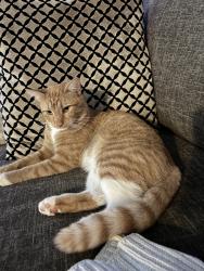 Lost Male Cat last seen Hereford st, Burleson, TX 76028