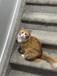 Reunited Male Cat last seen Near Jarvis Crescent, Edmonton, AB T6L 6S4