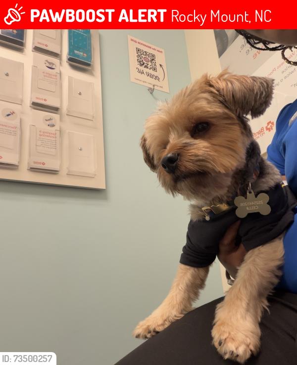 Lost Male Dog last seen Hunter hill road, Rocky Mount, NC 27804