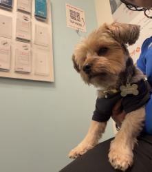 Lost Male Dog last seen Hunter hill road, Rocky Mount, NC 27804