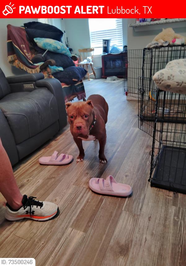 Lost Male Dog last seen Ave U and Ave S, Lubbock, TX 79412