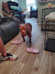 Lost Male Dog last seen Ave U and Ave S, Lubbock, TX 79412
