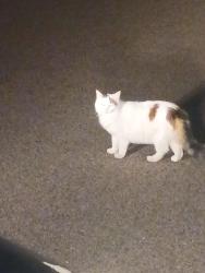 Found/Stray Unknown Cat last seen Behind the liquor store and take a right at the stop sign and they are in the grassy fields behind the fence., Vadnais Heights, MN 55127