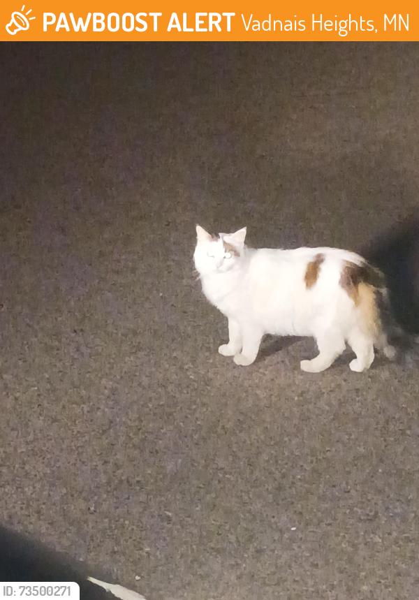 Found/Stray Unknown Cat last seen Behind the liquor store and take a right at the stop sign and they are in the grassy fields behind the fence., Vadnais Heights, MN 55127