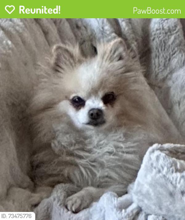 Reunited Male Dog last seen Golden Lynwood area, San Bernardino, CA 92404