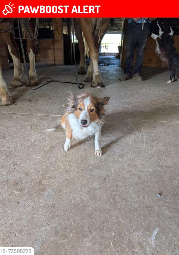 Lost Female Dog last seen 301/95, Kenly, NC 27542