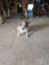 Lost Female Dog last seen 301/95, Kenly, NC 27542