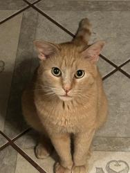 Reunited Male Cat last seen E Sublett Rd, Arlington, TX 76002