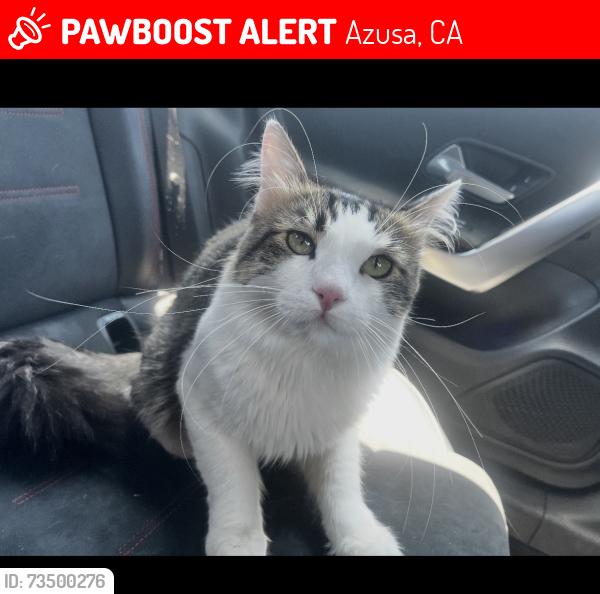 Lost Male Cat last seen Arrow hwy and Azusa Ave, Azusa, CA 91702