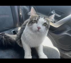 Lost Male Cat last seen Arrow hwy and Azusa Ave, Azusa, CA 91702