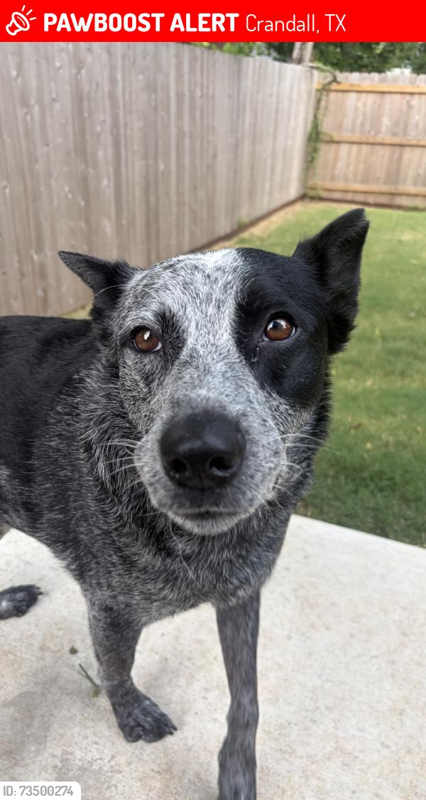 Lost Male Dog last seen S 5th street, Crandall, TX 75114