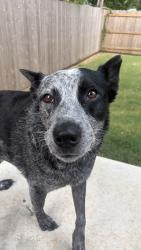 Lost Male Dog last seen S 5th street, Crandall, TX 75114