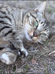 Lost Female Cat last seen Near pinewood ct, Casselberry, FL 32730