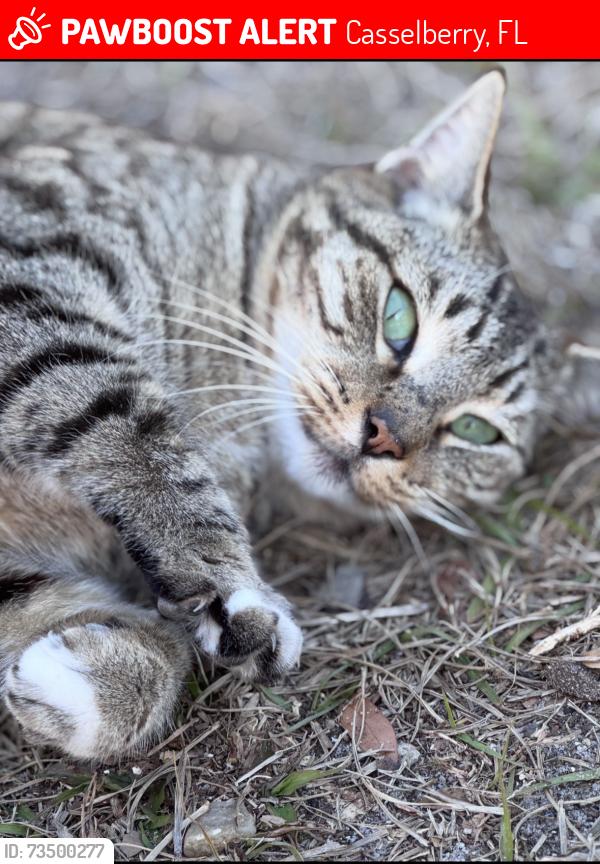 Lost Female Cat last seen Near pinewood ct, Casselberry, FL 32730