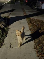 Reunited Unknown Dog last seen Wardlow and Reese ave, Long Beach, CA 90808