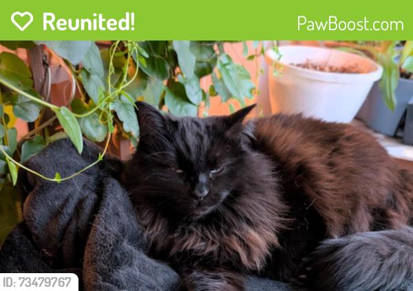 Reunited Female Cat last seen Doug Lindberg park, Palatine, IL 60074