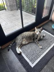 Reunited Female Cat last seen South Manning Blvd & Myrtle Ave, Albany, NY 12203