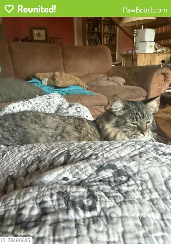 Reunited Male Cat last seen Simpson and Longmont, Lafayette, CO 80026