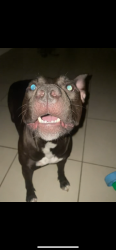Lost Female Dog last seen In the back yard or our hse . Went back outside to check on her cause I didn’t see her , and shes been gone ever since Ive checked everywhere , I believe someone took her ., Cape Coral, FL 33909