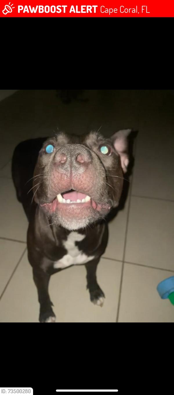Lost Female Dog last seen In the back yard or our hse . Went back outside to check on her cause I didn’t see her , and shes been gone ever since Ive checked everywhere , I believe someone took her ., Cape Coral, FL 33909