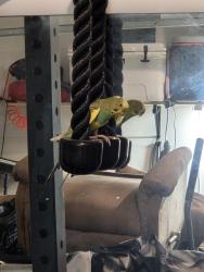 Found/Stray Unknown Bird last seen Deer Pines, Conroe, TX 77301
