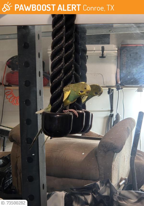 Found/Stray Unknown Bird last seen Deer Pines, Conroe, TX 77301
