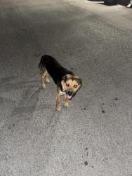 Reunited Male Dog last seen near the railroad tracks, and the apmts, Cumberland Gap, TN 37724