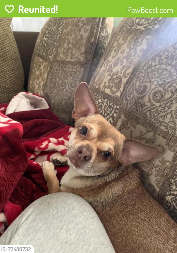 Reunited Male Dog last seen Mulberry, La Puente, CA 91746