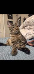 Lost Male Cat last seen Abby Wooley Cemetery, Alabaster, AL 35007