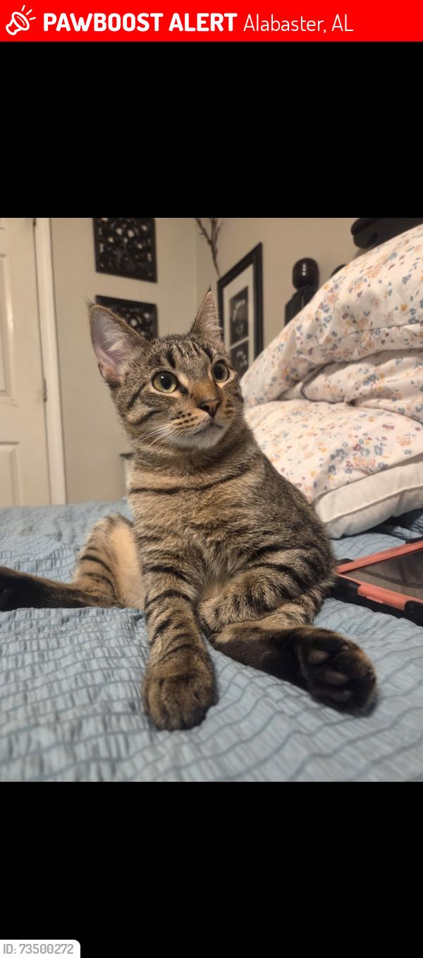Lost Male Cat last seen Abby Wooley Cemetery, Alabaster, AL 35007