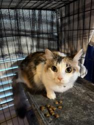 Reunited Female Cat last seen Tesoro hills street, San Antonio, TX 78242