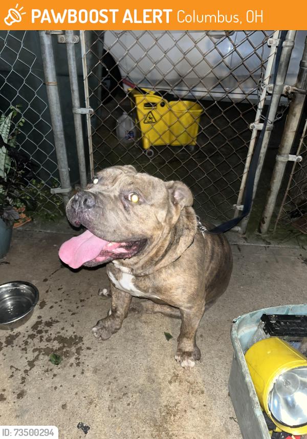 Found/Stray Male Dog last seen S High st and Parsons Ave, Columbus, OH 43207