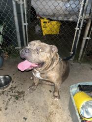 Found/Stray Male Dog last seen S High st and Parsons Ave, Columbus, OH 43207