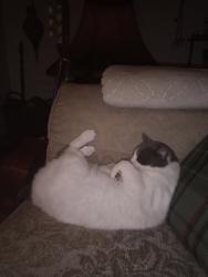 Lost Female Cat last seen B4368 between Bridgnorth and Craven Arms., Broadstone, England SY7 9HQ