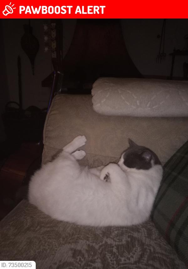 Lost Female Cat last seen B4368 between Bridgnorth and Craven Arms., Broadstone, England SY7 9HQ