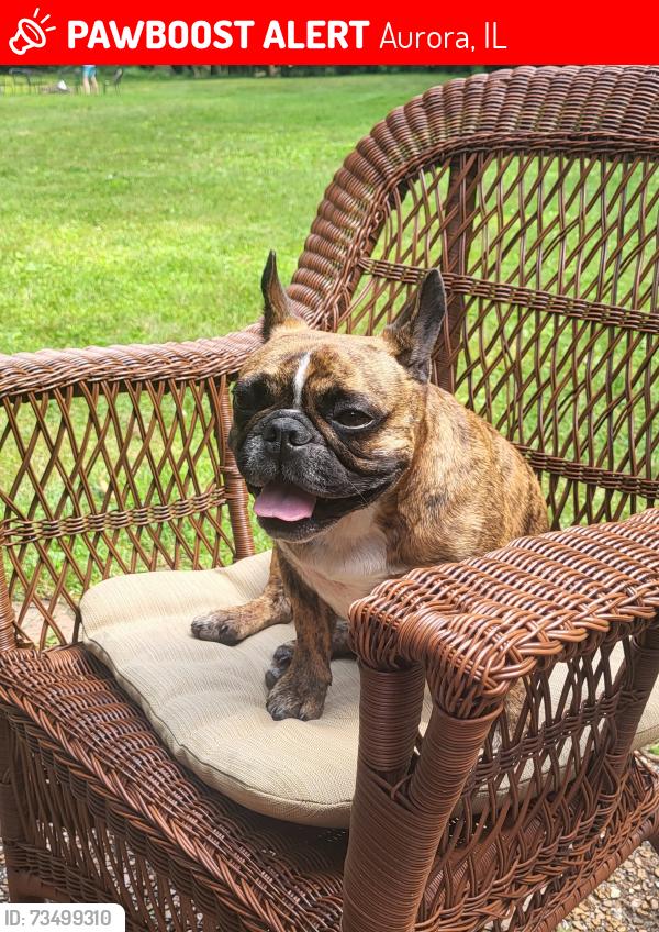 Lost Female Dog last seen 83rd and Skylane Drive, Aurora, IL 60564