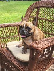Lost Female Dog last seen 83rd and Skylane Drive, Aurora, IL 60564
