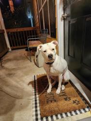 Reunited Female Dog last seen Hwy 138/Cutters Mill subdivision, Stockbridge, GA 30281