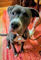 Reunited Female Dog last seen 27th and Columbia, Seattle, WA 98122