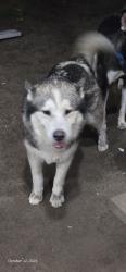 Reunited Male Dog last seen 5th and Medical Center, San Bernardino, San Bernardino, CA 92411