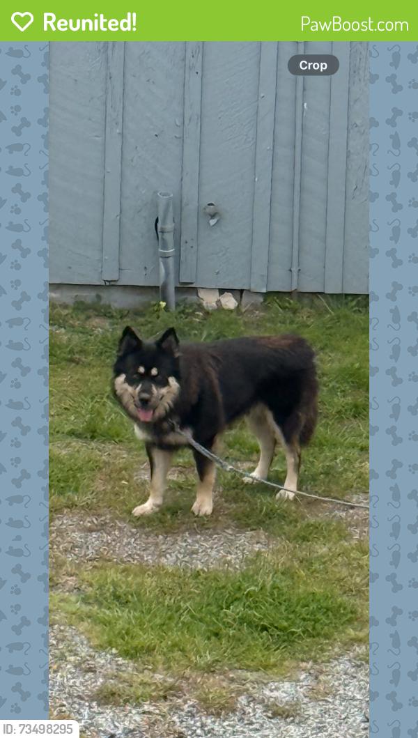 Reunited Male Dog last seen Scaroni Rd, Santa Cruz County, CA 95060