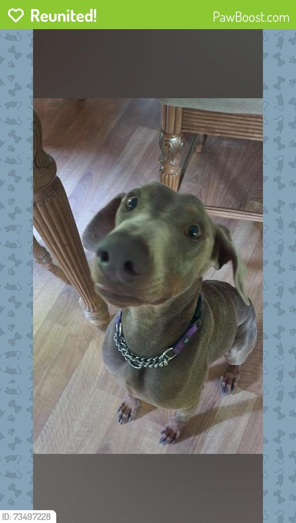 Reunited Female Dog last seen Near old freewill rd, Cleveland, Cleveland, TN 37312