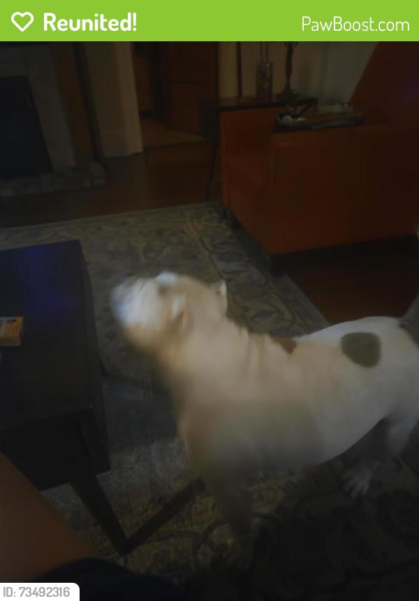 Reunited Unknown Dog last seen Lapeyrouse, New Orleans, LA 70119