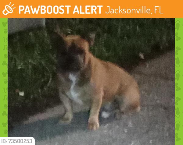 Found/Stray Male Dog last seen Near Solandra Cir W, Jacksonville, FL 32210